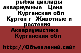 рыбки циклиды аквариумные › Цена ­ 1 000 - Курганская обл., Курган г. Животные и растения » Аквариумистика   . Курганская обл.